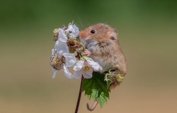 Маленькая полевая мышь сидит на цветке