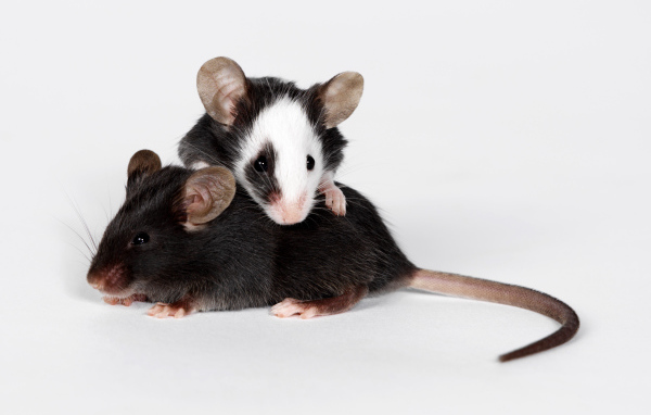Две маленьких крысы на сером фоне