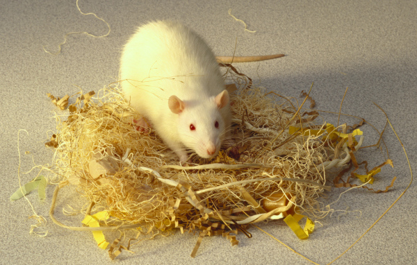 Белая крыса делает себе гнездо