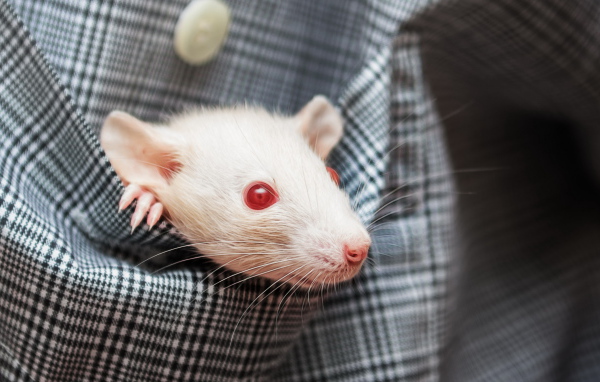Белая крыса с красными глазами в кармане