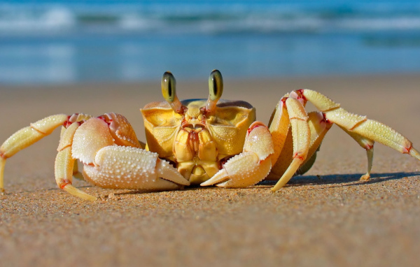 Большой краб ползет по песку 