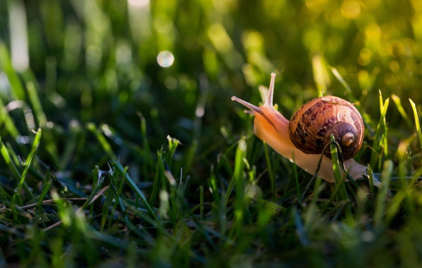 Большая улитка в зеленой траве