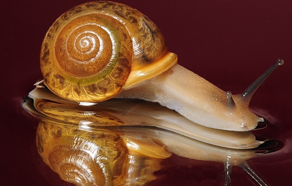 Большая улитка на красном фоне
