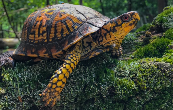 Большая черепаха на покрытом мхом камне