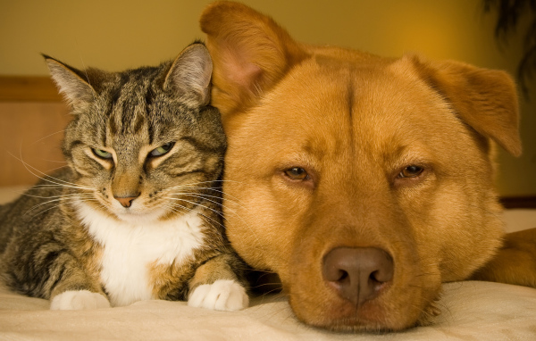 Большой рыжий пес и серый кот лежат вместе