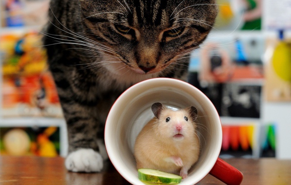 Хомяк прячется в чашке от серого кота