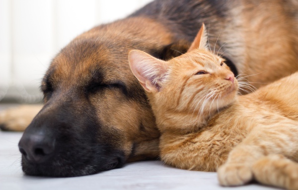 Собака спит с рыжим котом 