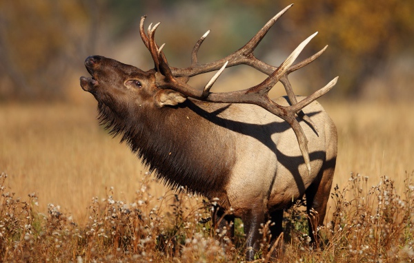 Большой олень с рогами в траве