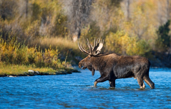 Лось с большими рогами переходит реку