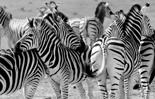 Стадо полосатых зебр черно белое фото 