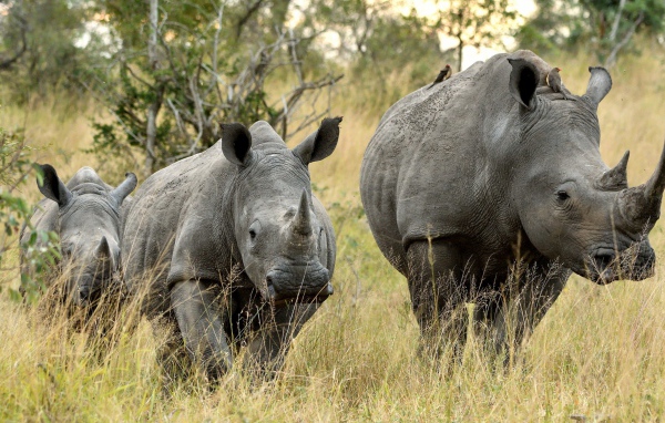 Семья носорогов идет по траве