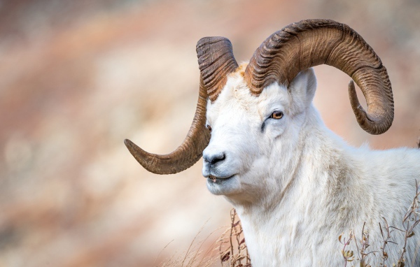 Белый горный козел с большими рогами