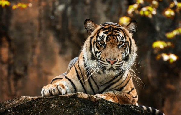 Большой полосатый тигр лежит на камне