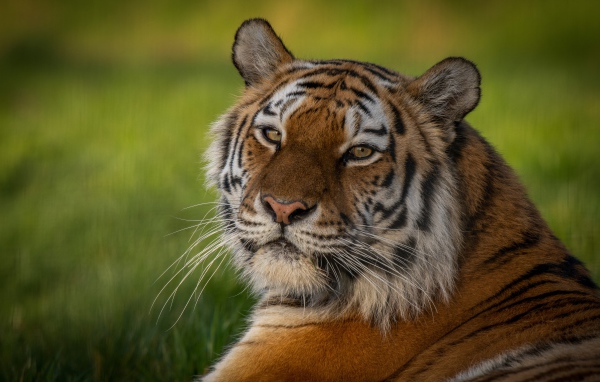 Полосатый тигр с большой мордой лежит на зеленой траве