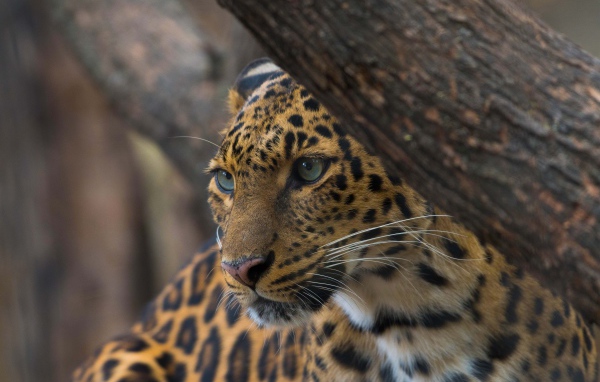 Красивый пятнистый леопард у дерева 