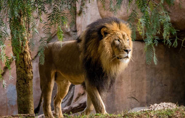 Большой лев у стены в зоопарке
