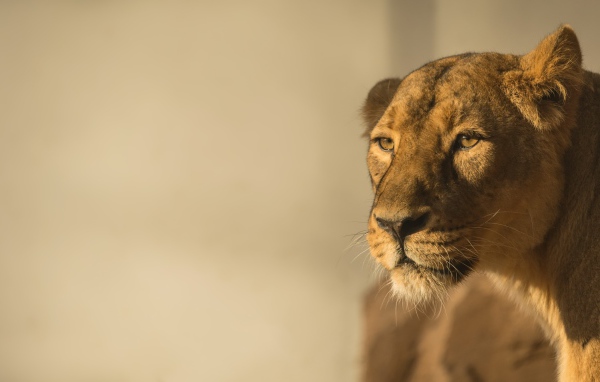 Большая львица в лучах солнца 