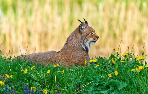 Большая рысь лежит на зеленой траве