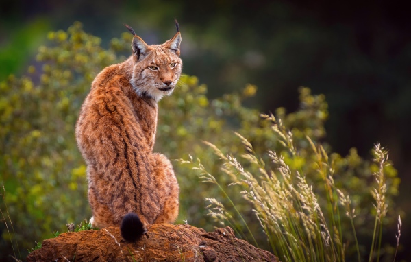 Большая рысь сидит на камне 