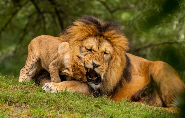 Большой грозный лев играет с львенком на зеленой траве