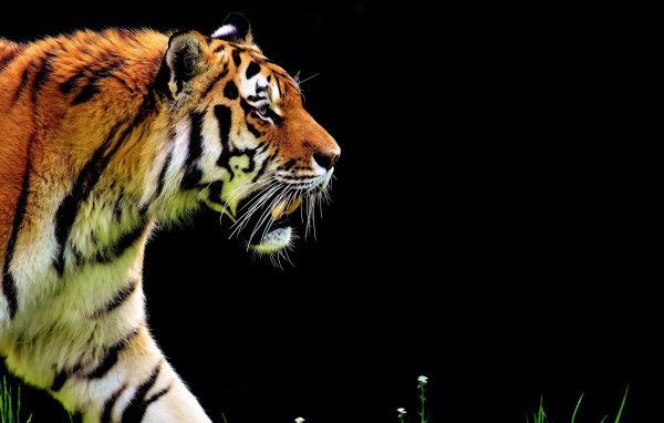 Большой суровый тигр крадется на черном фоне