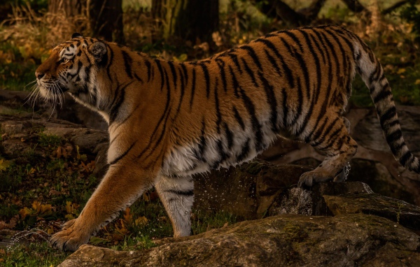 Большой мокрый тигр идет по камням