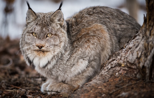 Большая дикая серая рысь у дерева