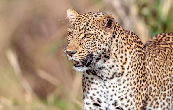 Большой пятнистый леопард с открытой пастью 