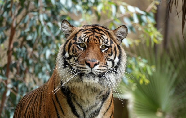 Большой полосатый амурский тигр 