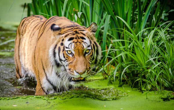 Большой полосатый тигр стоит в покрытой тиной воде 