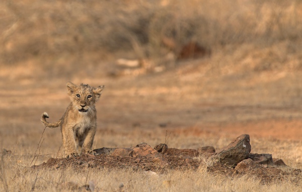 Маленький львенок в сухой саванне 