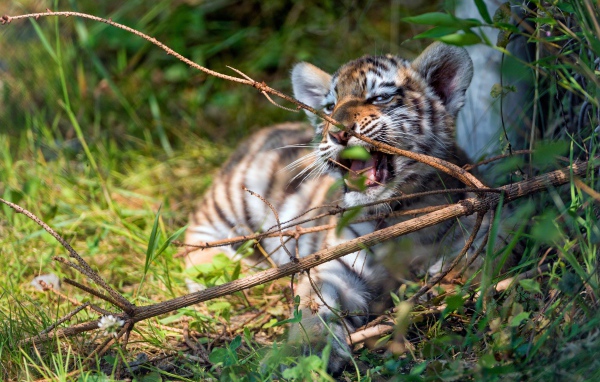 Маленький полосатый тигренок грызет ветку 