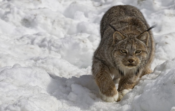 Рысь крадется по снегу зимой