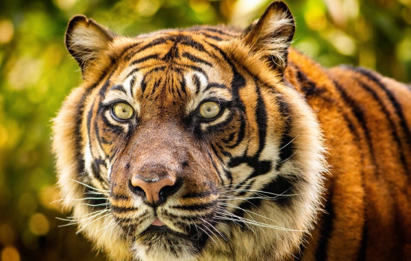 Морда большого полосатого тигра