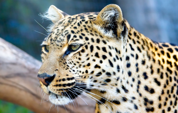 Морда пятнистого леопарда крупным планом