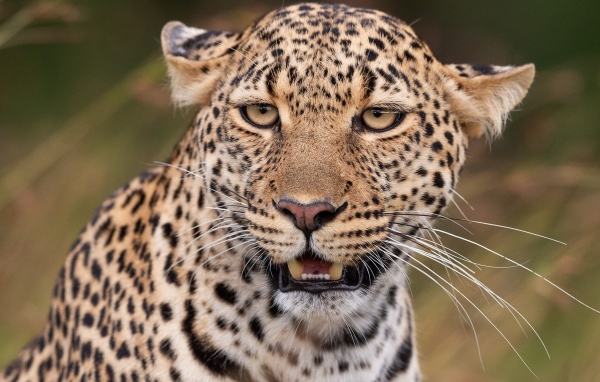 Пятнистый леопард прижал уши 