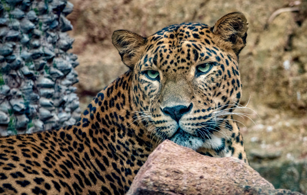 Пятнистый леопард с зелеными глазами лежит у камней