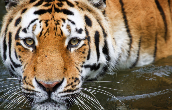 Полосатый тигр крупным планом в воде