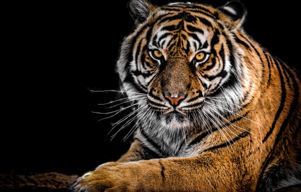 Грозный большой полосатый тигр на черном фоне