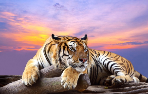 Полосатый тигр лежит сухом дереве на фоне красивого неба