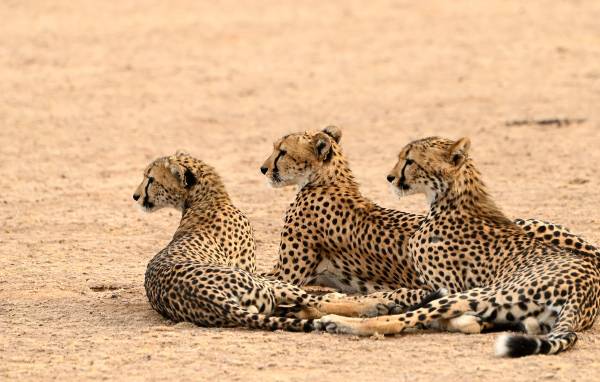 Три гепарда лежат на песке 