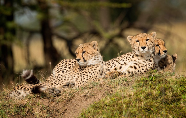 Три леопарда отдыхают на земле