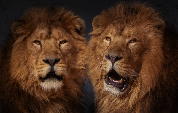 Два больших пушистых льва 