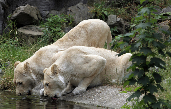 Две белые львицы у водопоя 