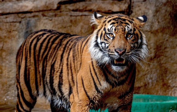 Мокрый Суматранский тигр в зоопарке