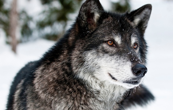 Большой серый волк в лесу зимой
