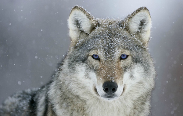 Серый голубоглазый волк с мордой в снегу