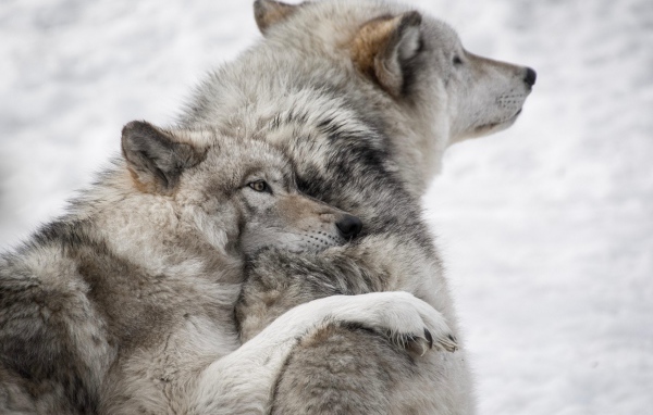 Пара серых волков на снегу зимой