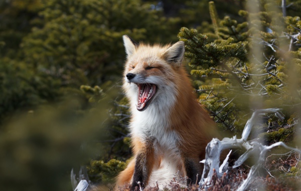 Рыжая лиса зевает в лесу у ели