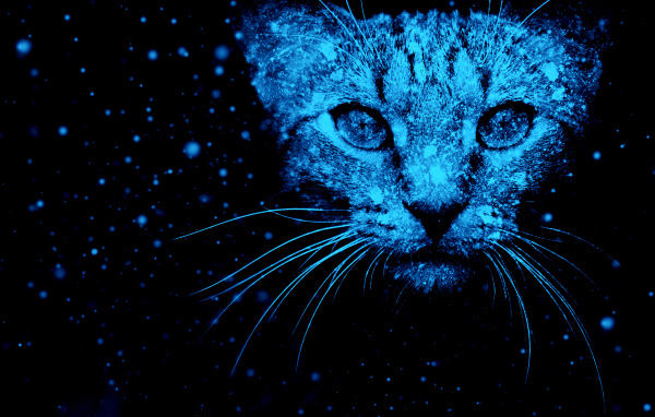 Неоновый фантастический кот на черном фоне 